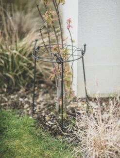 Charlbury Grow Through Plant Support - Small