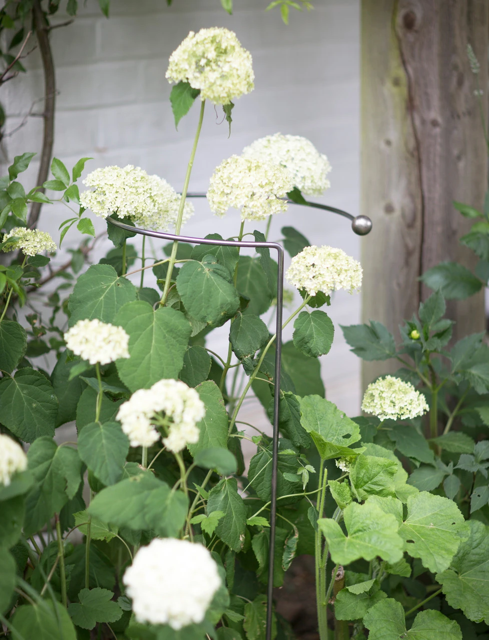 Barrington Full Hoop Plant Support 3 Barrington Full Hoop Plant Support