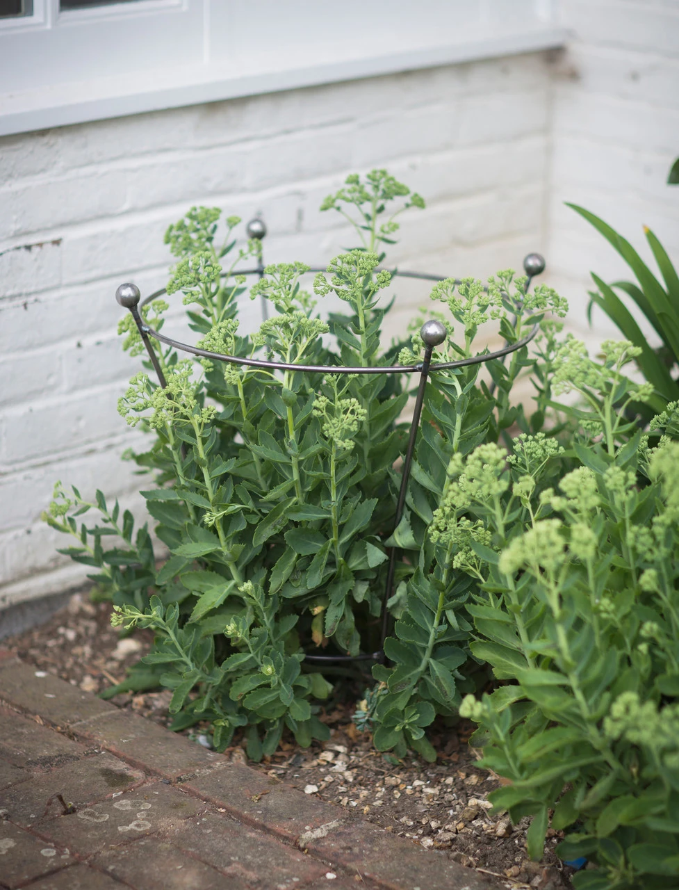 Barrington Flared Plant Support - Small 3 Barrington Flared Plant Support - Small