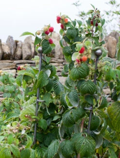 Set Of 3 Barrington Raspberry Stakes