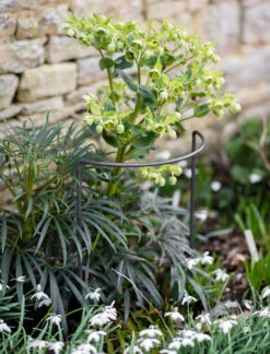 Set Of 3 Charlbury Plant Restraints - Small