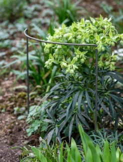 Set Of 3 Charlbury Plant Restraints - Large