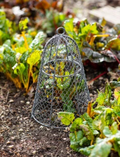 Garden Cloche - 21cm