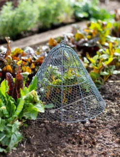 Garden Cloche - 39cm
