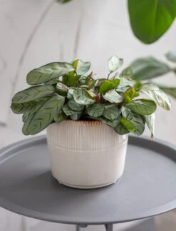 Hillesley Pot - Ivory - 16.5cm