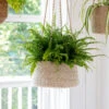 Woven Hanging Plant Pot - Tapered -Modern Living Shop HPJU02 portrait 1 53623.1638469265