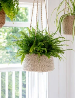 Woven Hanging Plant Pot - Tapered