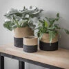 Set Of 3 Striped Pots -Modern Living Shop POJU01 portrait 1 62244.1638478230