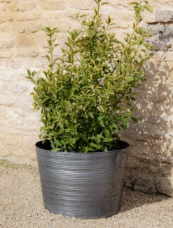 Buscot Planter - 39cm -Modern Living Shop RBPL03 portrait 3 05541.1648654812