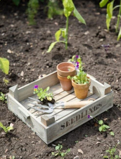 Seedlings Tray