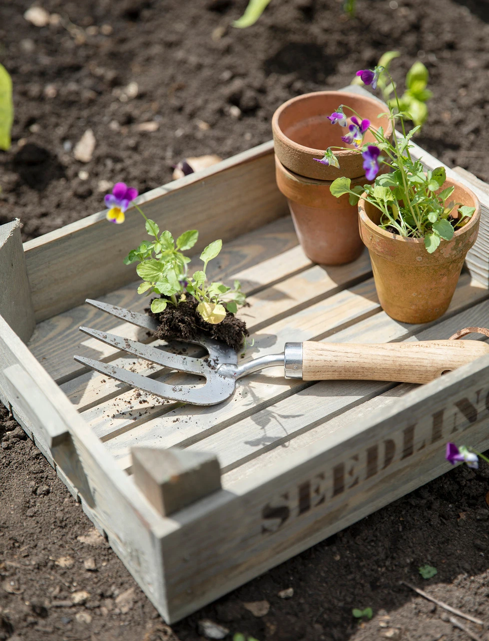 Seedlings Tray 4 Seedlings Tray - Image 2